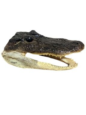 Genuine Taxidermy Alligator Head 5-7 inches